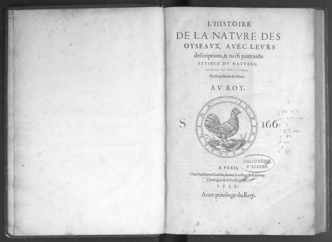 L'histoire de la nature des oyseaux, avec leurs descriptions et naïfs portraicts retirez du naturel : escrite en sept livres, par Pierre Belon du Mans