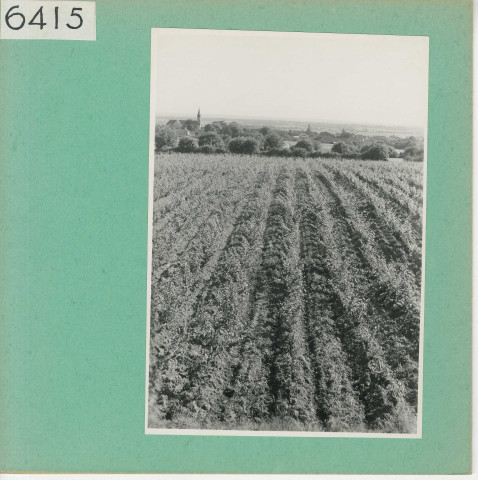 Beaulieu-sur-Layon : Vignoble angevin