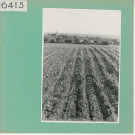 Beaulieu-sur-Layon : Vignoble angevin