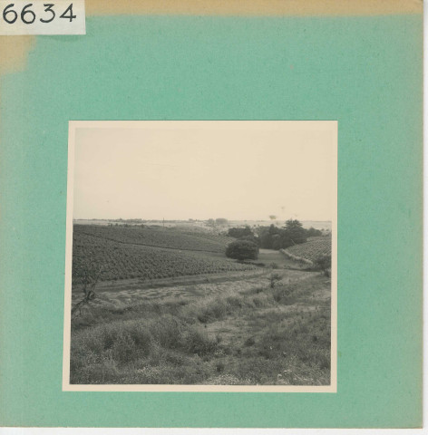 Anjou : Vignoble angevin