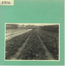 Anjou : Champ de fleurs, pépinières