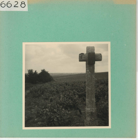 Saint-Aubin-de-Luigné : Vignoble angevin