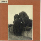 Savennières : Château La Bizolière