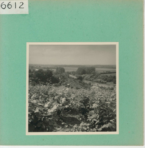 Anjou : Vignoble angevin