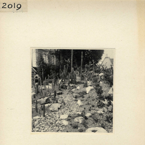 Angers : Jardin des Plantes (plantes grasses)