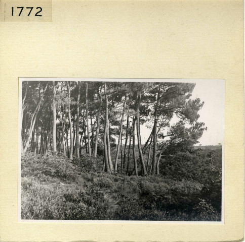 Angers : Parc de La Haye