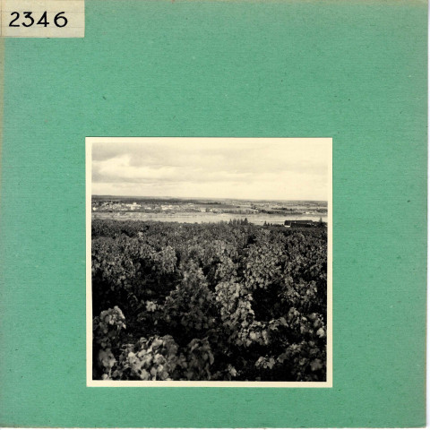 Le Thoureil : Vignoble, côteaux de la Loire (près de l'Abbaye de Saint Maur)