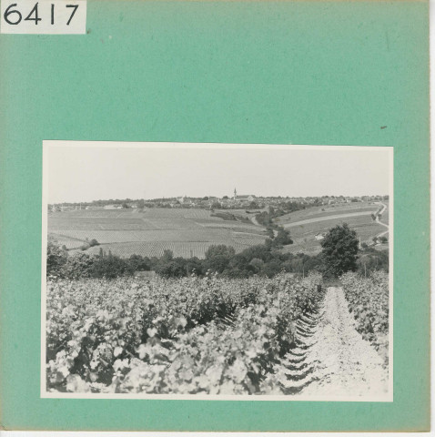 Beaulieu-sur-Layon : Vignoble angevin