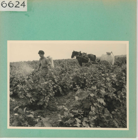 Chaudefonds-sur-Layon : Vignoble