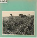 Chaudefonds-sur-Layon : Vignoble