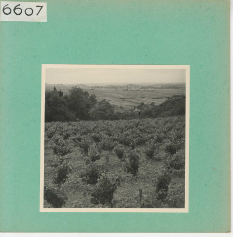 Rochefort-sur-Loire : Vignoble angevin, vue prise de Piégüe