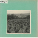 Rochefort-sur-Loire : Vignoble angevin, vue prise de Piégüe