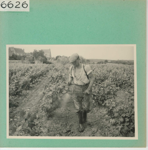 Anjou : Vignoble angevin