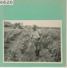 Anjou : Vignoble angevin