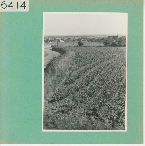 Beaulieu-sur-Layon : Vignoble angevin