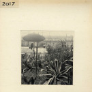 Angers : Jardin des Plantes (plantes grasses)