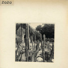 Angers : Jardin des Plantes (plantes grasses)