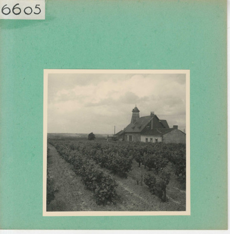 Rochefort-sur-Loire : Vignoble angevin, Moulin de Piégüe