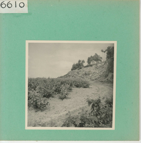 Anjou : Vignoble angevin