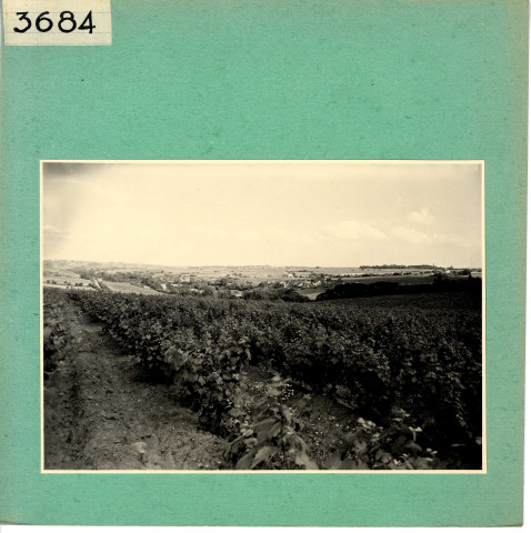 Beaulieu-sur-Layon : Vignoble