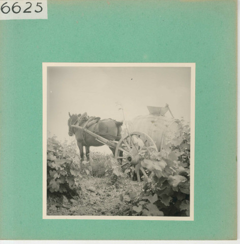 Anjou : Vignoble angevin