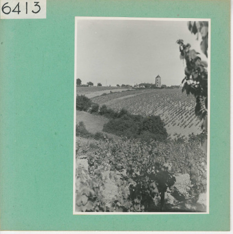 Beaulieu-sur-Layon : Vignoble angevin