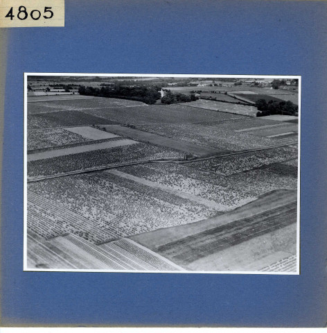 Rochefort-sur-Loire : La Guimonière, vignoble (vue aérienne)