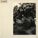 Angers : Jardin des Plantes