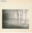 Bouchemaine : Glace dans la Loire