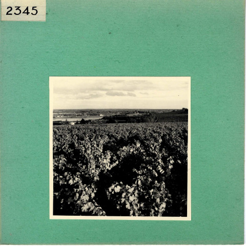 Le Thoureil : Vignoble, côteaux de la Loire (près de l'Abbaye de Saint Maur)