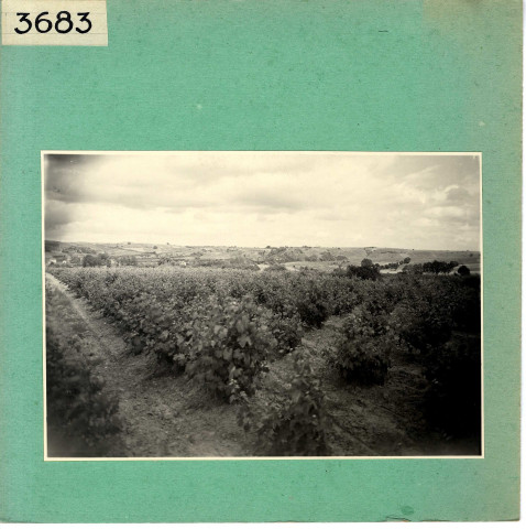 Beaulieu-sur-Layon : Vignoble