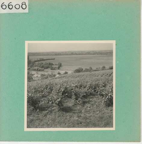 Saint-Aubin-de-Luigné : Vignoble angevin, La Haie Longue