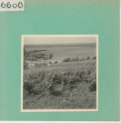 Saint-Aubin-de-Luigné : Vignoble angevin, La Haie Longue