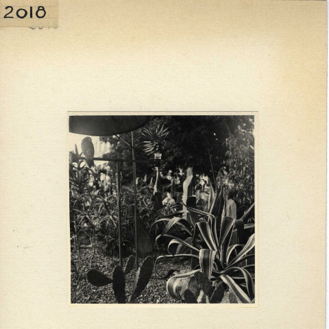 Angers : Jardin des Plantes (plantes grasses)