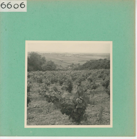 Rochefort-sur-Loire : Vignoble angevin, vue prise de Piégüe