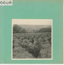 Rochefort-sur-Loire : Vignoble angevin, vue prise de Piégüe