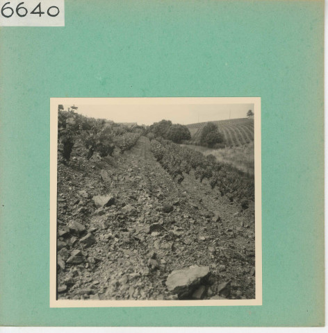 Rochefort-sur-Loire : Vignoble angevin, Quart de Chaume