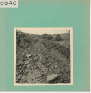 Rochefort-sur-Loire : Vignoble angevin, Quart de Chaume