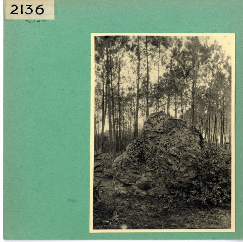 Baugé : Tumulus dans la forêt