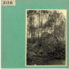 Baugé : Tumulus dans la forêt