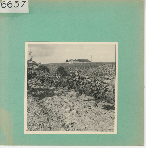 Rochefort-sur-Loire : Vignoble angevin, Quart de Chaume