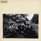 Angers : Jardin des Plantes