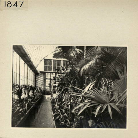 Angers : Jardin des Plantes, serre