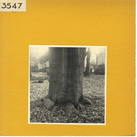 Angers : Square de Contades