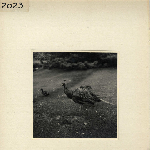 Angers : Jardin des Plantes