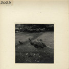 Angers : Jardin des Plantes