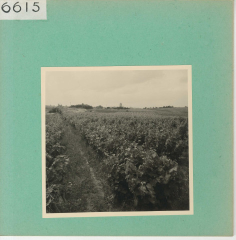 Chaudefonds-sur-Layon : Vignoble angevin, mines d'Ardenay