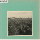 Chaudefonds-sur-Layon : Vignoble angevin, mines d'Ardenay