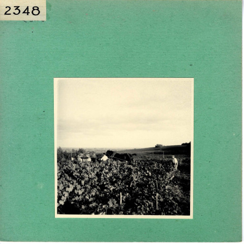 Le Thoureil : Vignoble, côteaux de la Loire (près de l'Abbaye de Saint Maur)