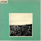 Le Thoureil : Vignoble, côteaux de la Loire (près de l'Abbaye de Saint Maur)